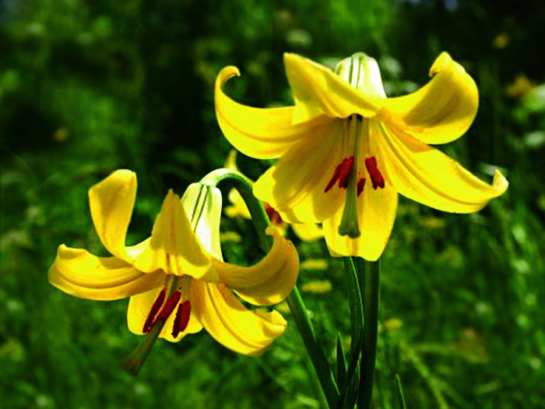 Lilium rhodopeum